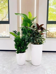 深挖宁波海曙花卉租摆价格，为你揭开神秘面纱！